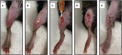 A comparative 18F-FDG and an anti-PD-L1 probe PET/CT imaging of implant-associated Staphylococcus aureus osteomyelitis